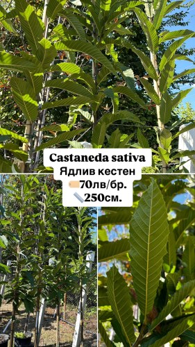 castanea sativa70